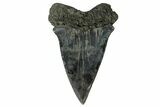 Large, Fossil Broad-Toothed Mako Tooth - South Carolina #170442-2